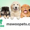 Mawoo Pets