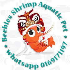 Beebies-Shrimp-Aquatic-Pets