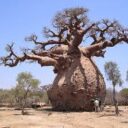 Baobab