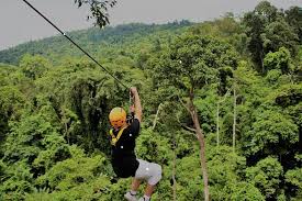 Flight Of The Gibbon