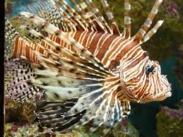Lionfish
