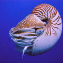 Nautilus