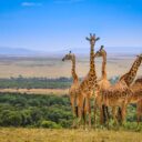 01Kw50 Im0201 Masai Mara Safari 1475 600X540 1